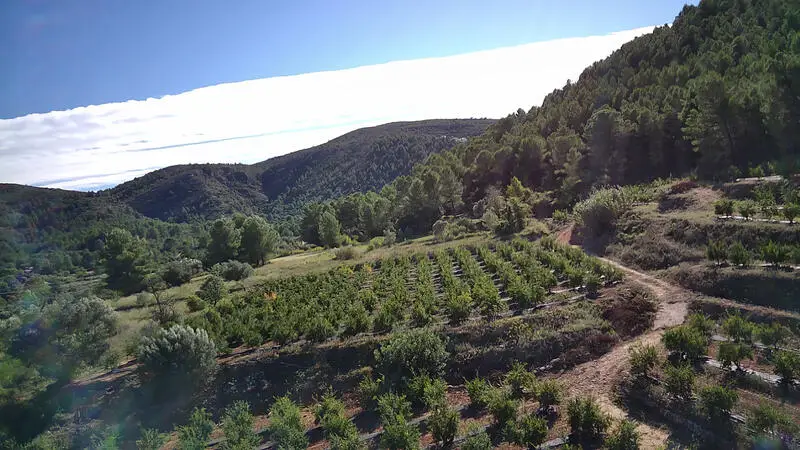 Parcela Agricola con Granadas en Orba