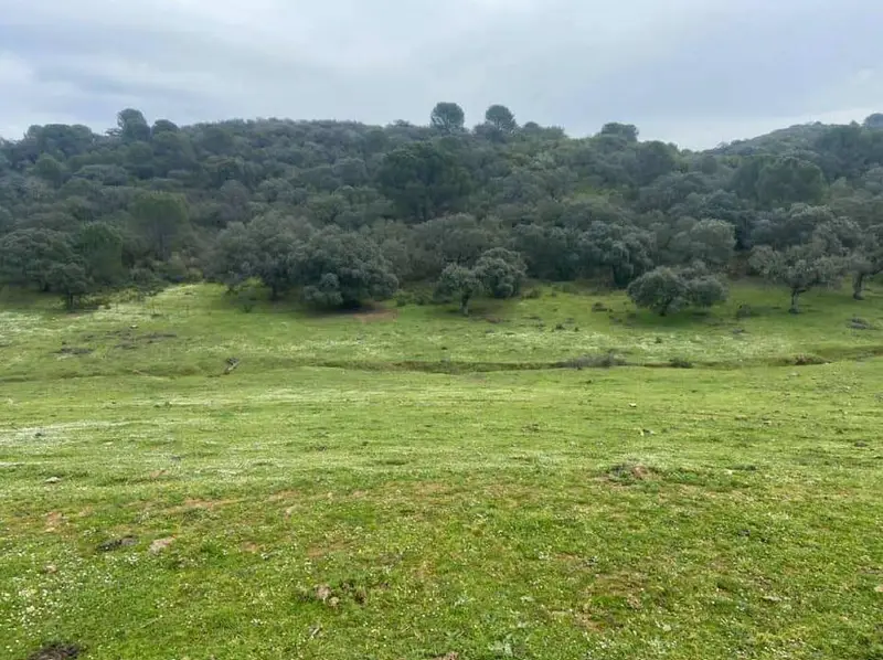 Venta Finca Ganadera 300 Hectareas Cordoba