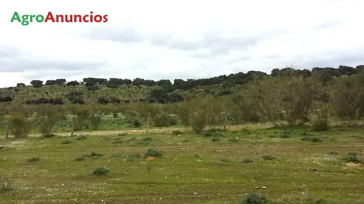 Venta  de Finca de labor y pastos en Badajoz