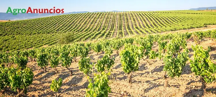 Venta  de Fincas de viñedo en Albacete