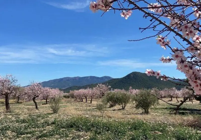Venta Finca Rustica Velez Rubio 21Hectareas