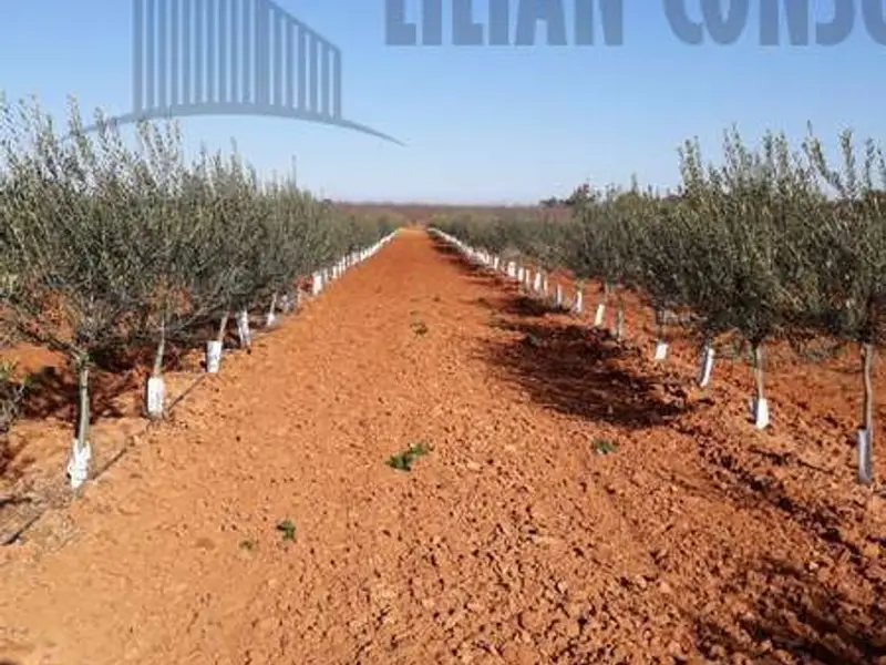 Venta Terreno Agricola con Olivar en Carmona Sevilla