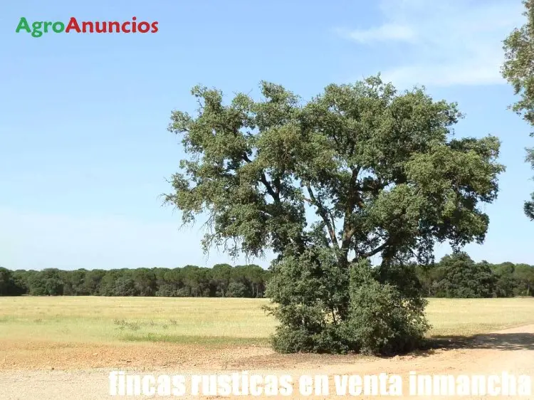 Finca Rustica 240 Hectareas Albacete Pinar Maderable