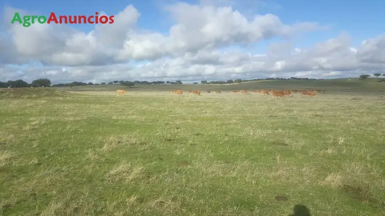 Venta  de Finca en pleno campo charro en Salamanca