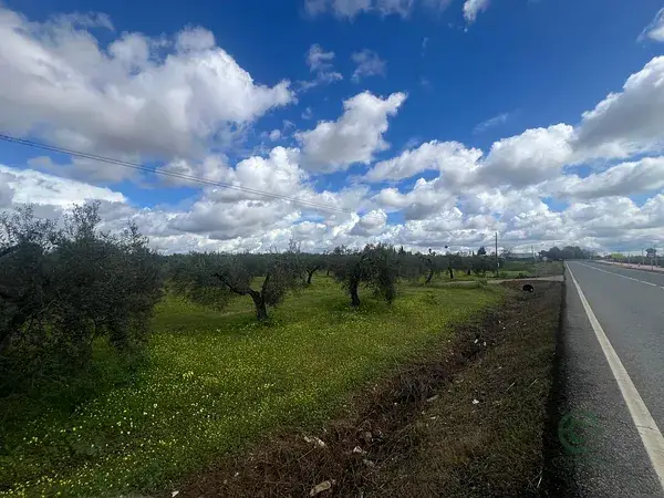 Finca en Aznalcazar 1 hectarea Olivos Regadio