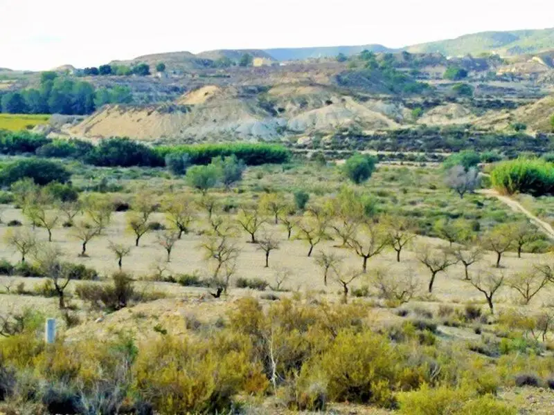 Terreno Rustico 50000m2 Lo Capitan Cerca Torremendo