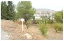 Venta  de Finca de almendros con vivienda en Murcia