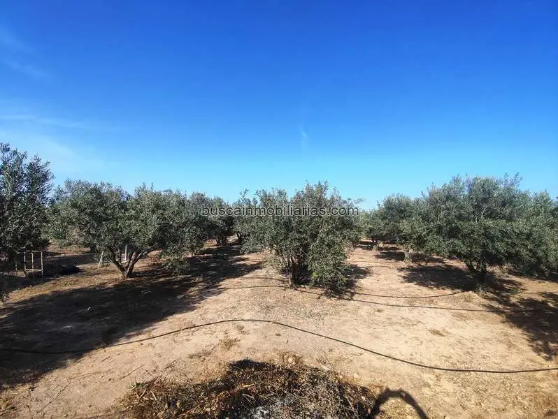 Parcela Rustica en Venta Crevillent