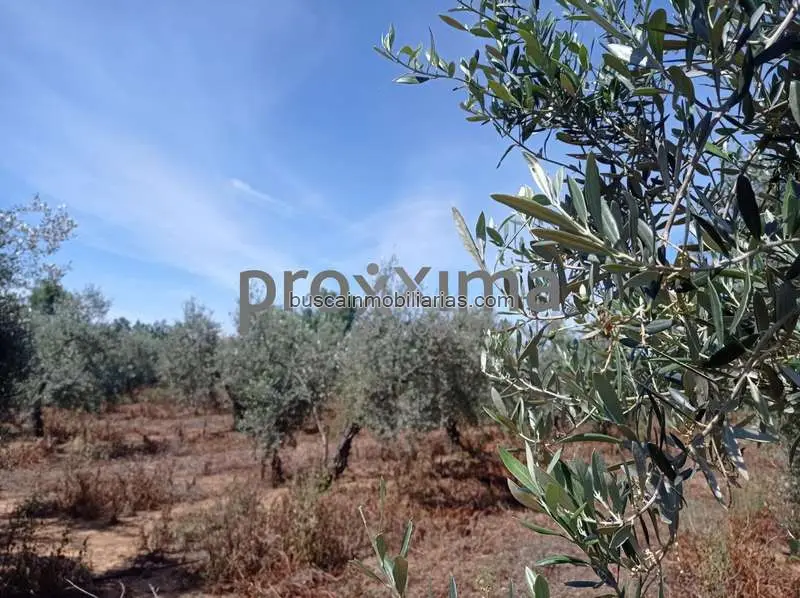 Parcela Rustica Alcalá de Guadaíra Olivar en Producción