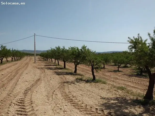 Terreno con Almendros en Almansa
