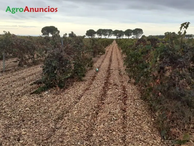 Venta  de Finca de viñas riego por goteo en Albacete