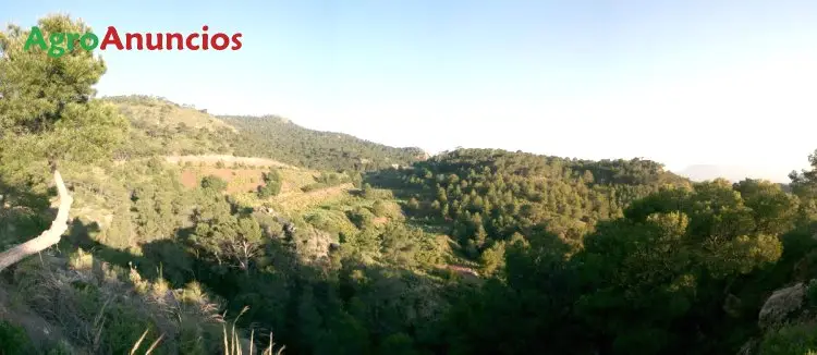 Venta  de Finca forestal en Murcia