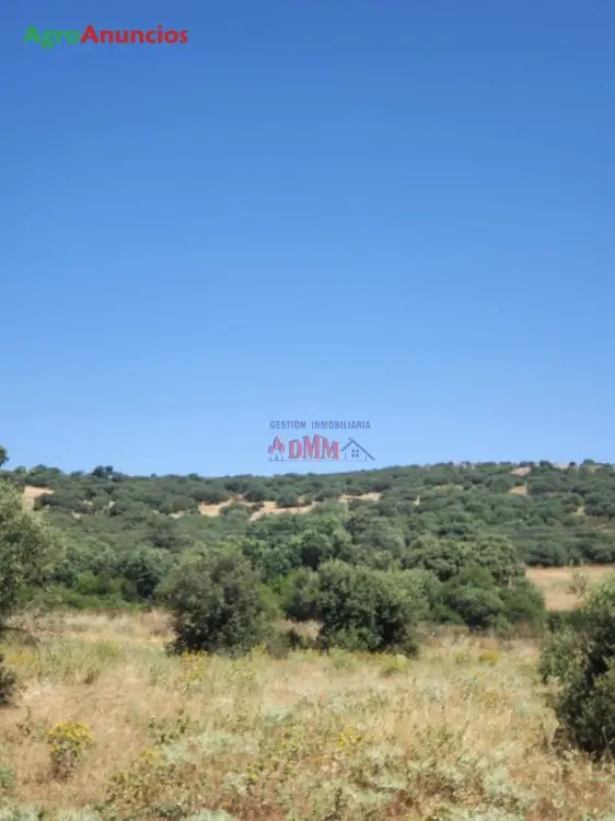 Finca de Caza en Ciudad Real 343 Hectareas Coto Privado