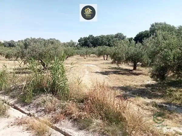Parcela Rustica con 130 Olivos en Puente Jontoya Jaen
