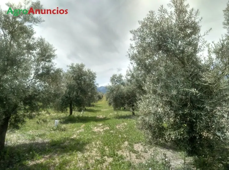 Venta  de Finca con olivos a un pie en Granada