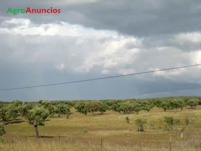 Venta  de Finca dehesa excelente tierra y pasto en Cáceres