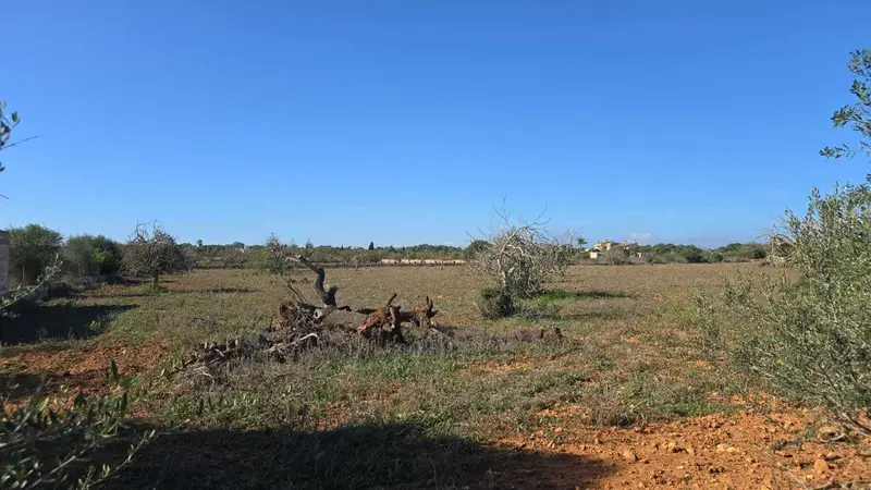Finca en Venta Manacor Mallorca 3 Dormitorios Piscina