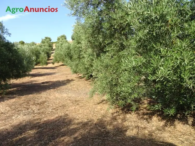 Venta  de Finca de olivos de regadio en Jaén