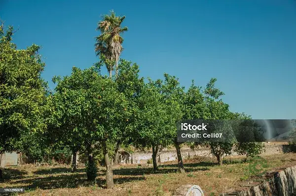 Finca Agricola con Naranjos cerca de San Martin del Tesorillo