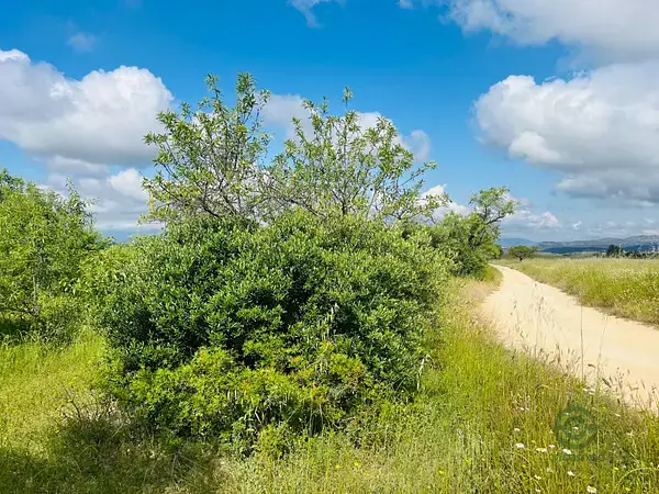 Finca Agricola 246ha Els Guiamets Tarragona