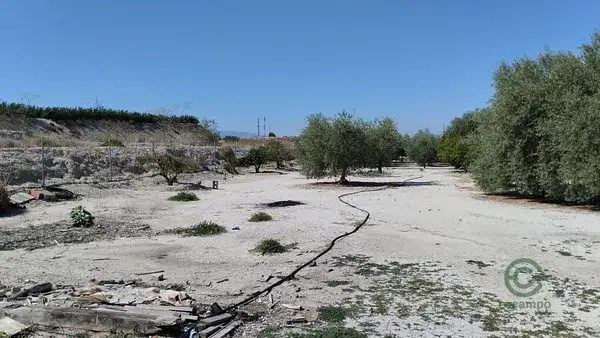 Parcela en Molina de Segura 1819m2 con Arboles Frutales