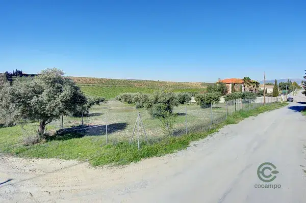 Terreno 5000m2 con 50 Olivos en Las Gabias San Javier