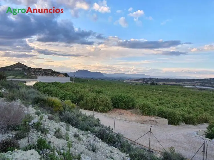 Venta  de Finca de limón verna con riego por goteo en Alicante