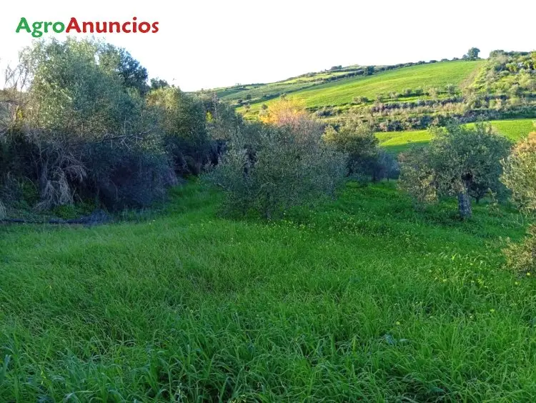 Venta de Finca de Olivar de Regadío en Coín