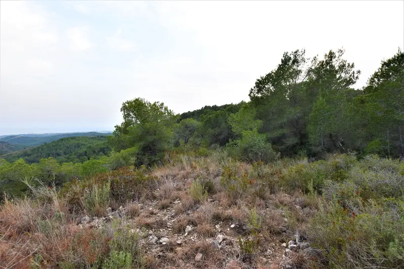 Terrenos Rusticos en Venta Bonastre Tarragona