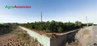 Venta  de Finca de cítricos con caseta en Castellón