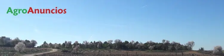 Venta  de Finca de pinos piñoneros y encinas en Toledo