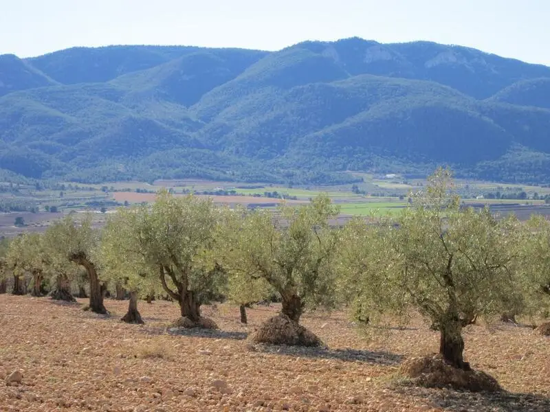 Terreno con Olivos Centenarios en Yecla Murcia