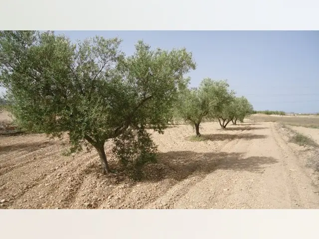 Terreno en venta Canada del Trigo, España