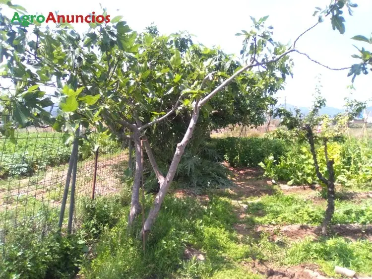 Venta  de Terreno agricola de regadío con frutales y olivos en Barcelona