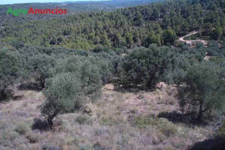 Venta  de Finca de secano en Teruel