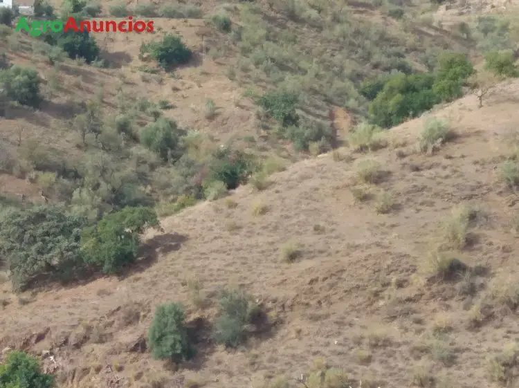 Venta  de Finca de olivos, almendros y algarrobos en Málaga