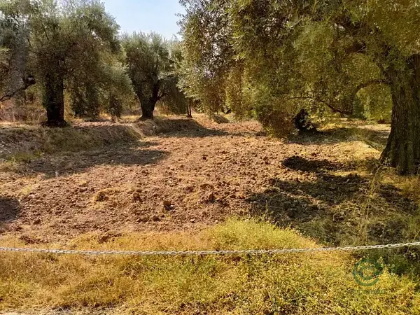 Finca de Olivos en Ugijar 01ha