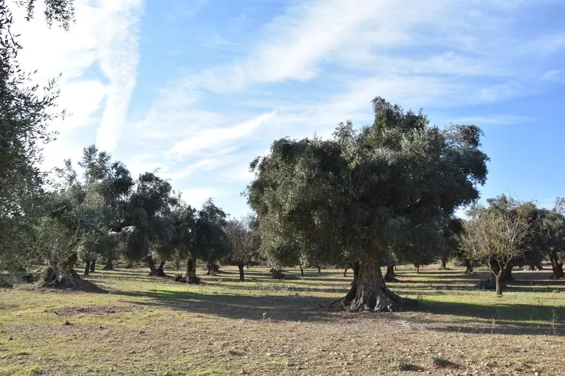 Venta Finca Rustica 1 Habitacion Arnes 4 Hectareas