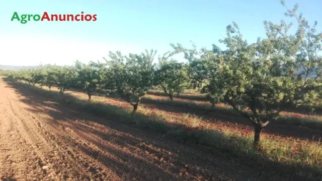 Venta  de Finca de almendros en Granada