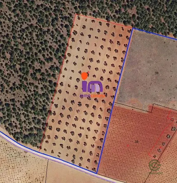 Olivar de 158 Olivos en Ciudad Real