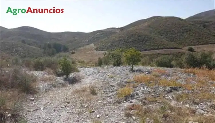 Venta  de Finca de monte y labor con casa rural en Murcia