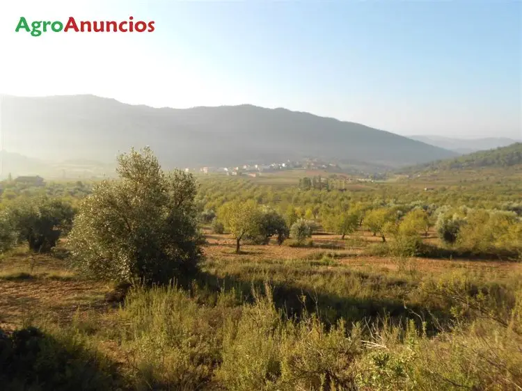 Venta  de Finca con olivos y monte en Teruel