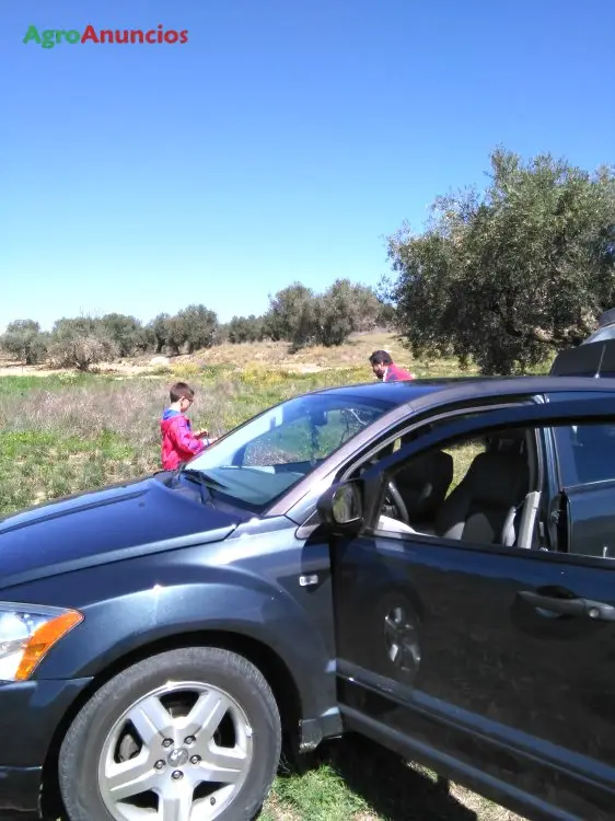 Venta  de Finca  rustica con viñas en Toledo