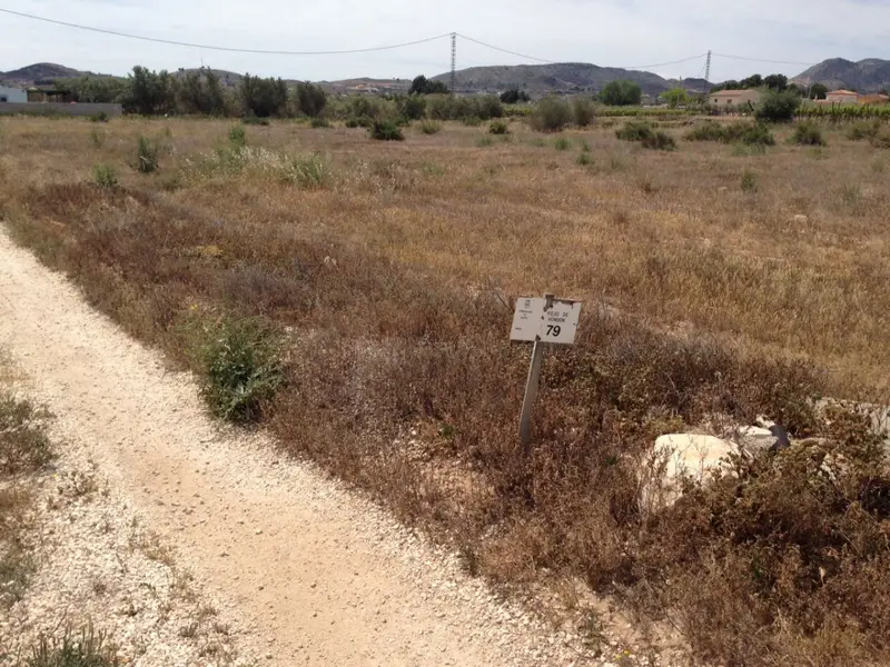 Venta Parcela Rustica Aspe Ref 1720