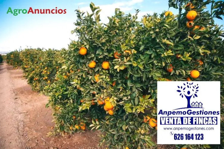 Venta  de Finca de naranjos valencia delta y salustianos en Córdoba