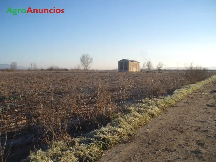 Venta  de Finca de regadío con secadero en Toledo