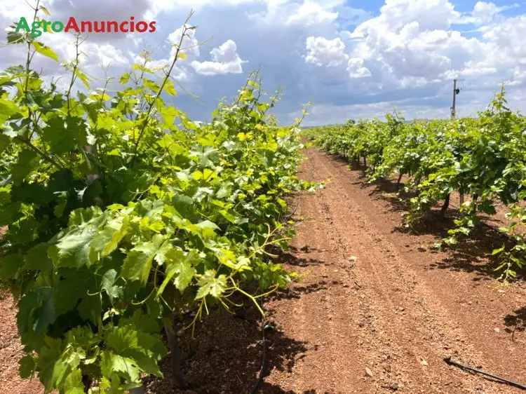 Venta  de Finca de viñas emparradas de regadío en Ciudad Real