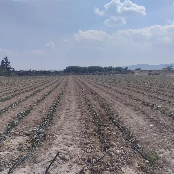 Terreno en Venta Totana Lebor 1857m2
