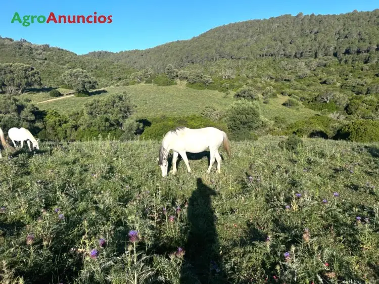 Demanda  de Finca ganadera en Cádiz