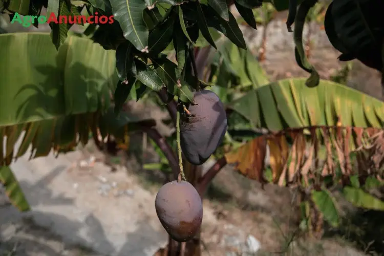 Venta  de Finca de aguacates en Granada